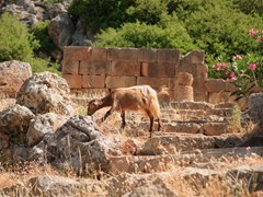 42_A-goat-grazes-on-the-steps-to-the-ruined-Asclepieion-temple-at-Lissos,-south-west-Crete,-Greece.-The-temple-wall-is-behind-the-animal.