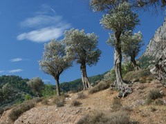 07_Olive-Tree