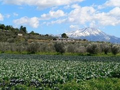 03_cabbage-field-with-a-snow-capped-mountain-in-the-background-on-the-island-of-evia-in-greece
