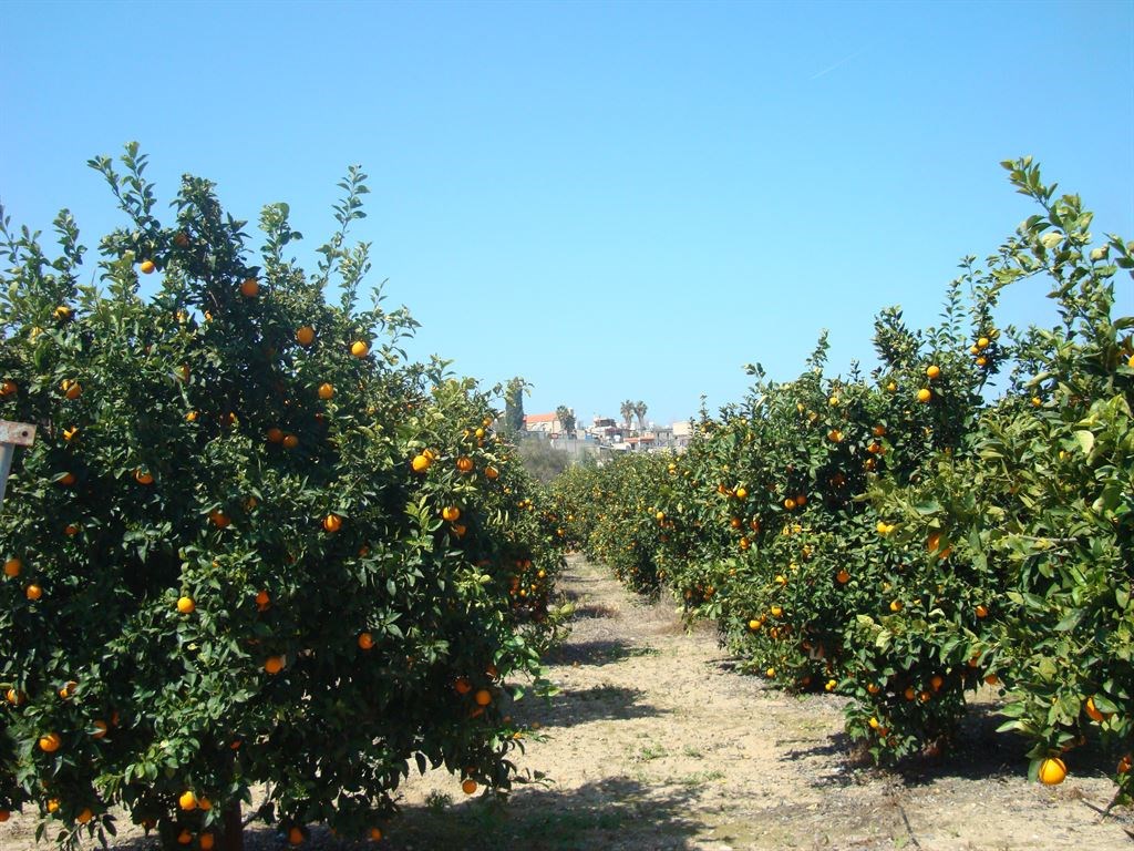 Leonidas Village Houses