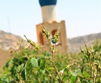 Alila Al Jabal Akhdar Hotel