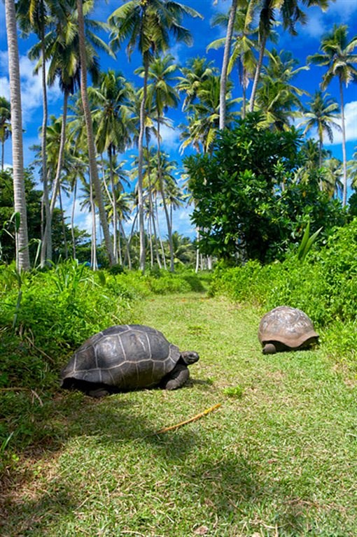 Fregate Island Private