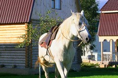 Shibolovo-gorki Kottedzhny`j kompleks: Конные прогулки - photo 2