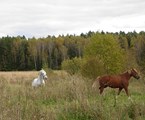 Ognikovo Park-otel`: Территория