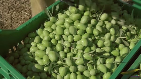 Все, що ви хотіли дізнатися про грецькі оливки – нове відео на Youtube-каналі